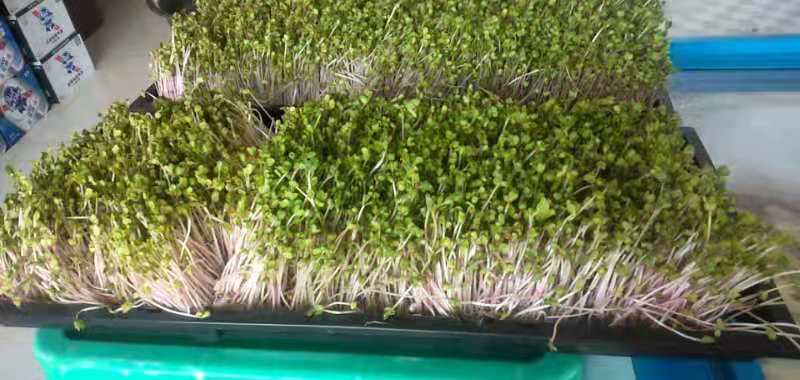 迁安市豌豆苗 芽苗菜