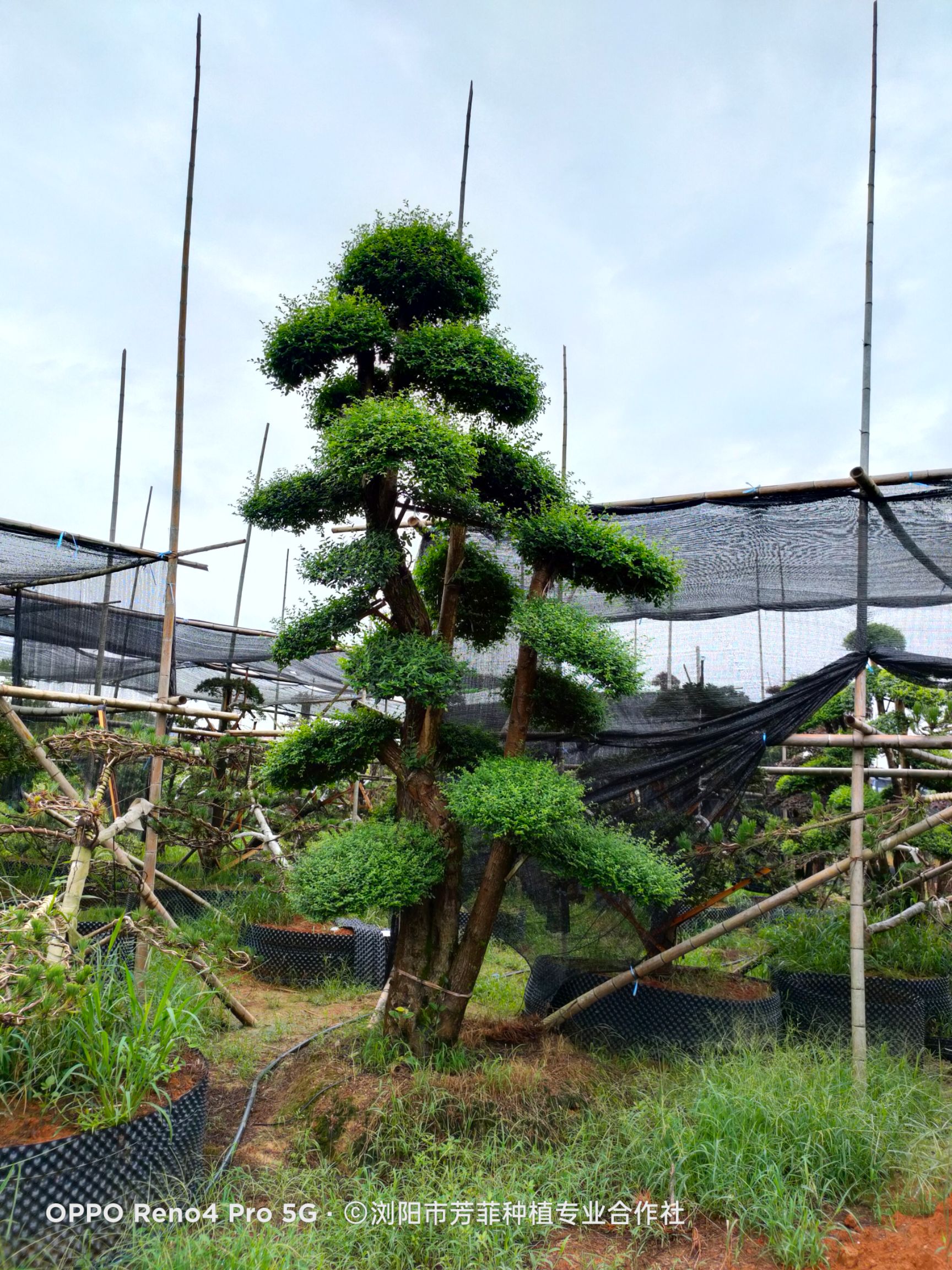 造型小叶女贞 小叶女贞30-70公分左右，急需周传，如图片