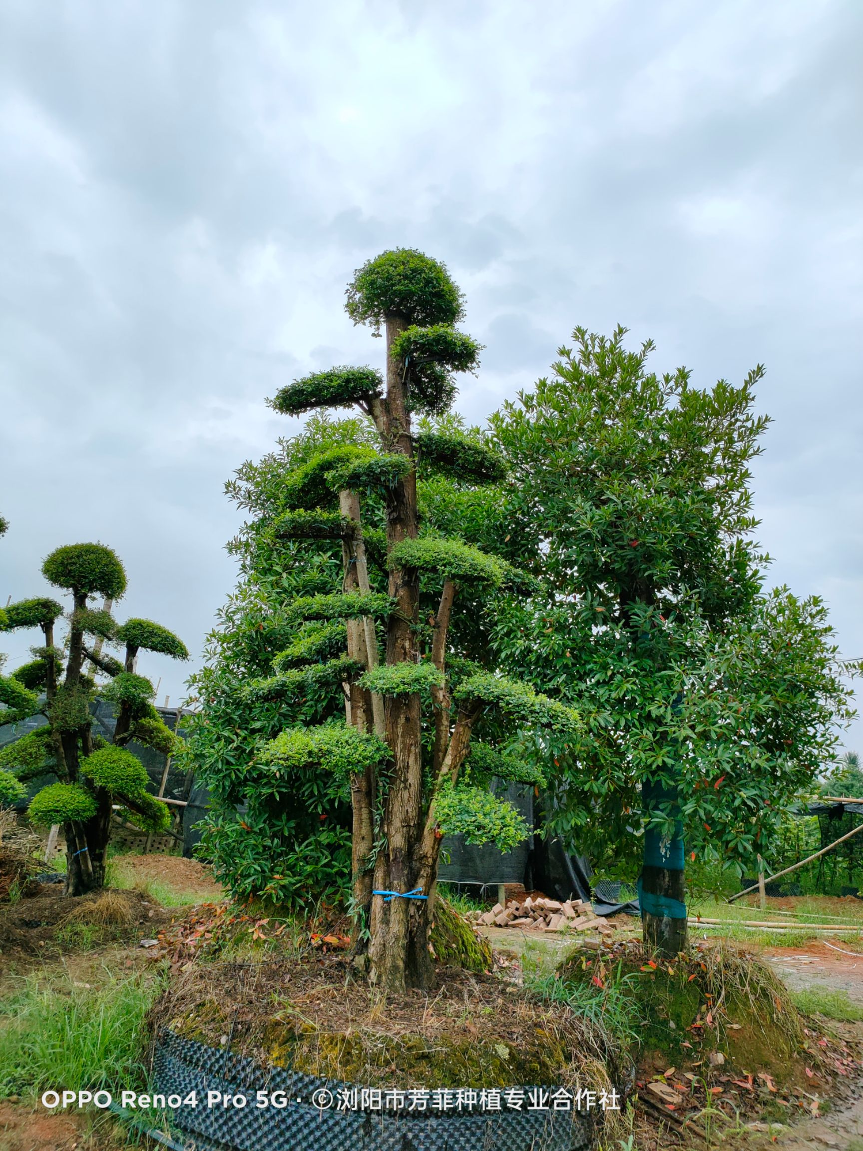 造型小叶女贞 小叶女贞30-70公分左右，急需周传，如图片