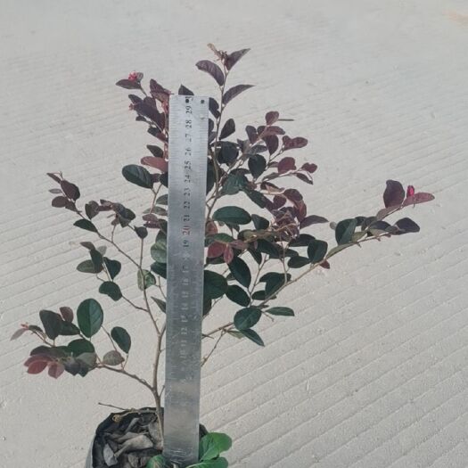 漳州黑珍珠红继木 