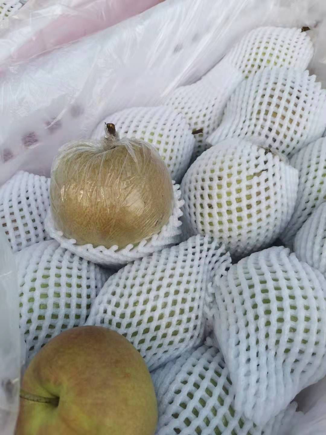  玉露香梨大量上市中