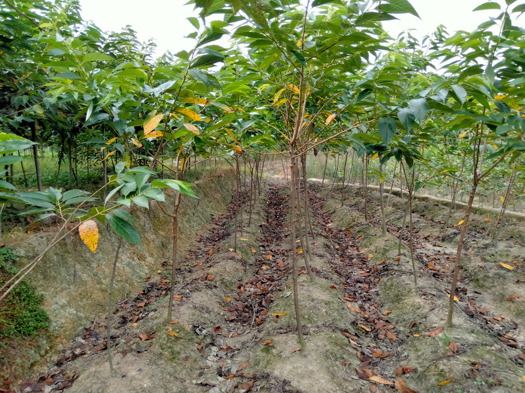 山樱 樱花树苗