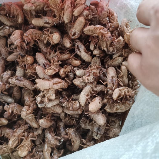 益阳 蝉蜕，金蝉壳，竹蝉壳。