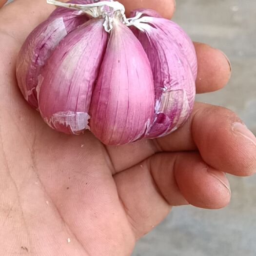 怀化 各品种大蒜，萝卜条