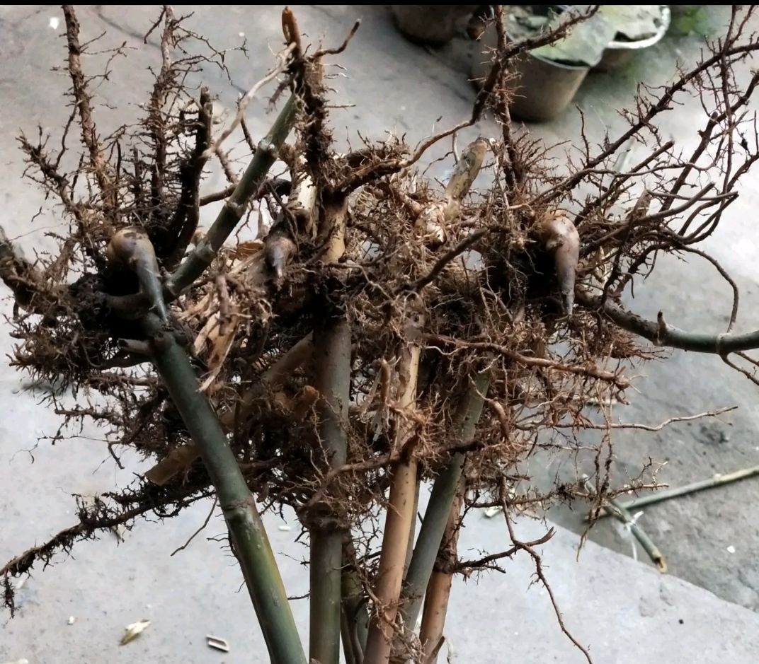 四季青竹  棕叶苗