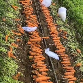 青州市三红胡萝卜 山东省潍坊市青州市 
