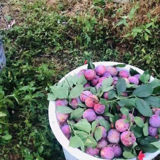 屏南县芙蓉李 好山好水好李子——好吃还数歪嘴李。