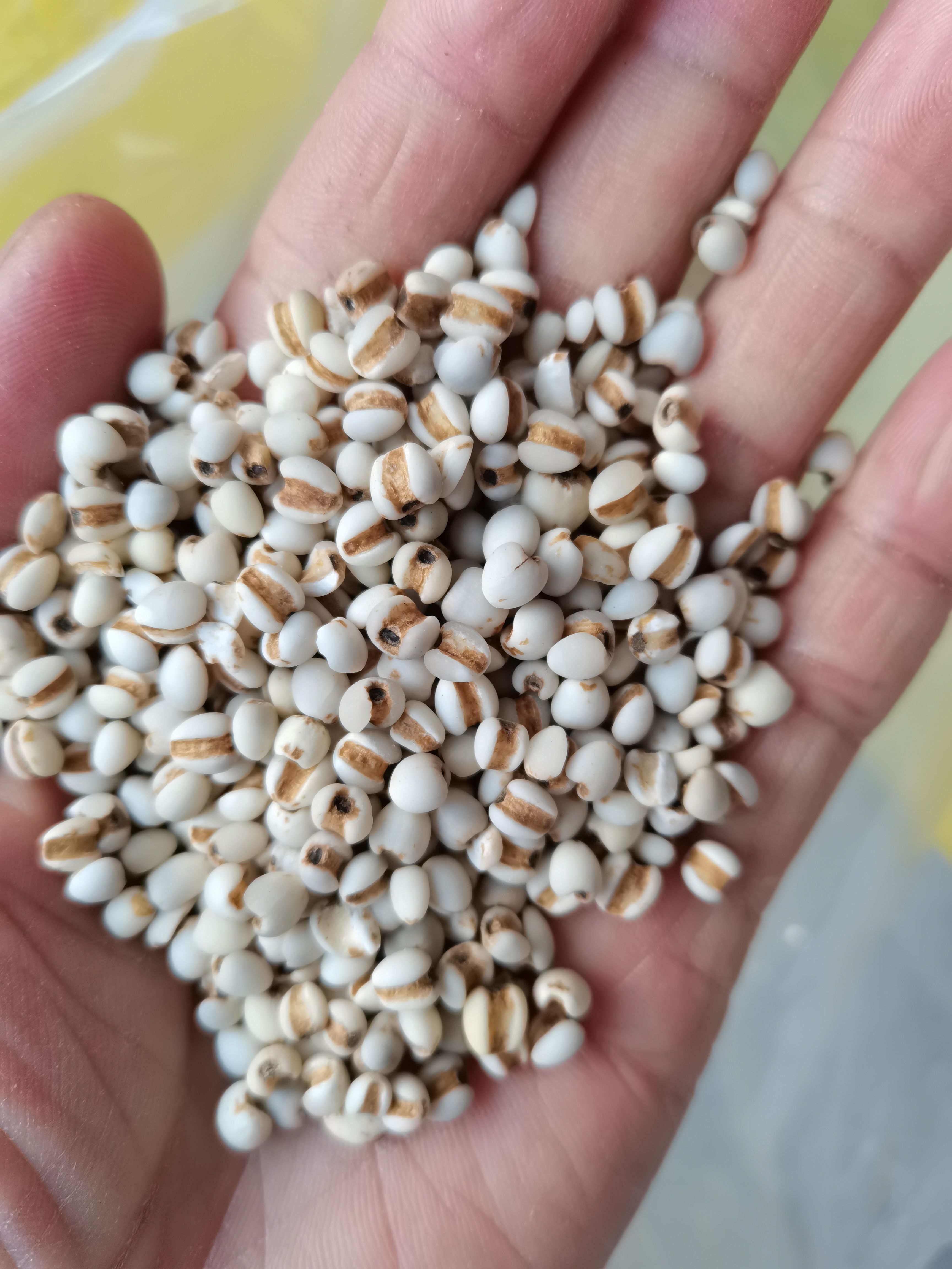 薏米仁 贵州新货大小颗粒薏米仁  各种香辛料中药材批发