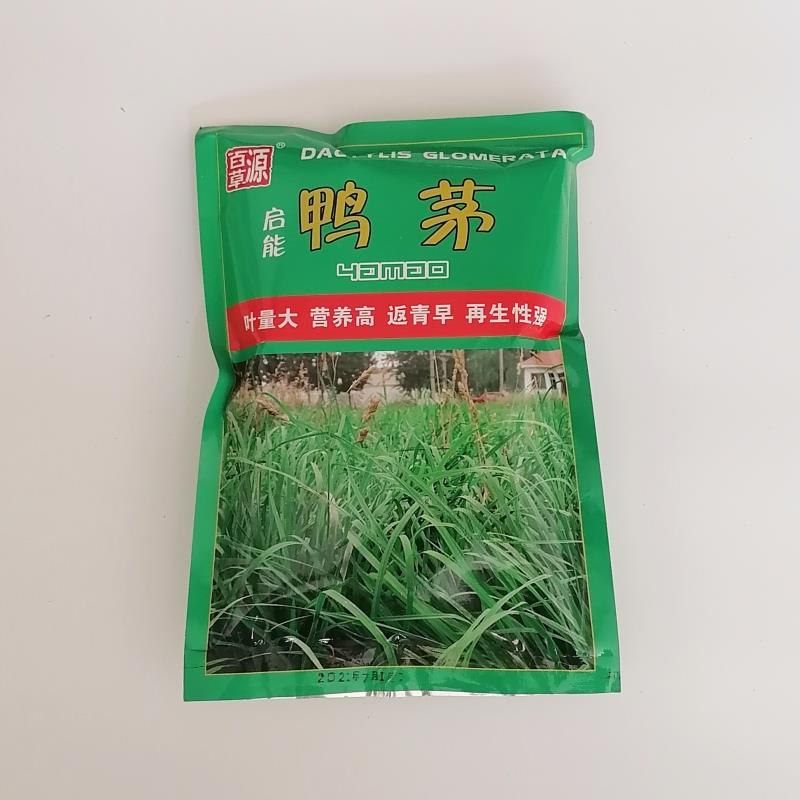 武汉鸭茅种子耐阴草果园草林下草多年生高产生长性强牧草