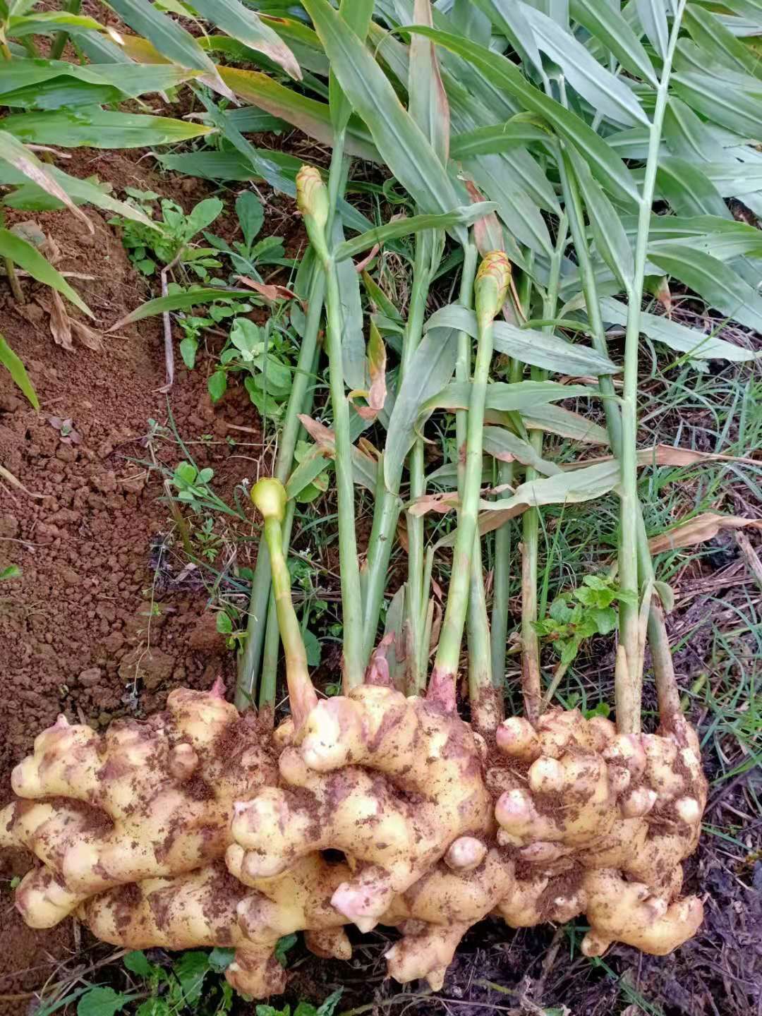  云南山地小黄姜，产新新鲜小黄姜，现挖现发