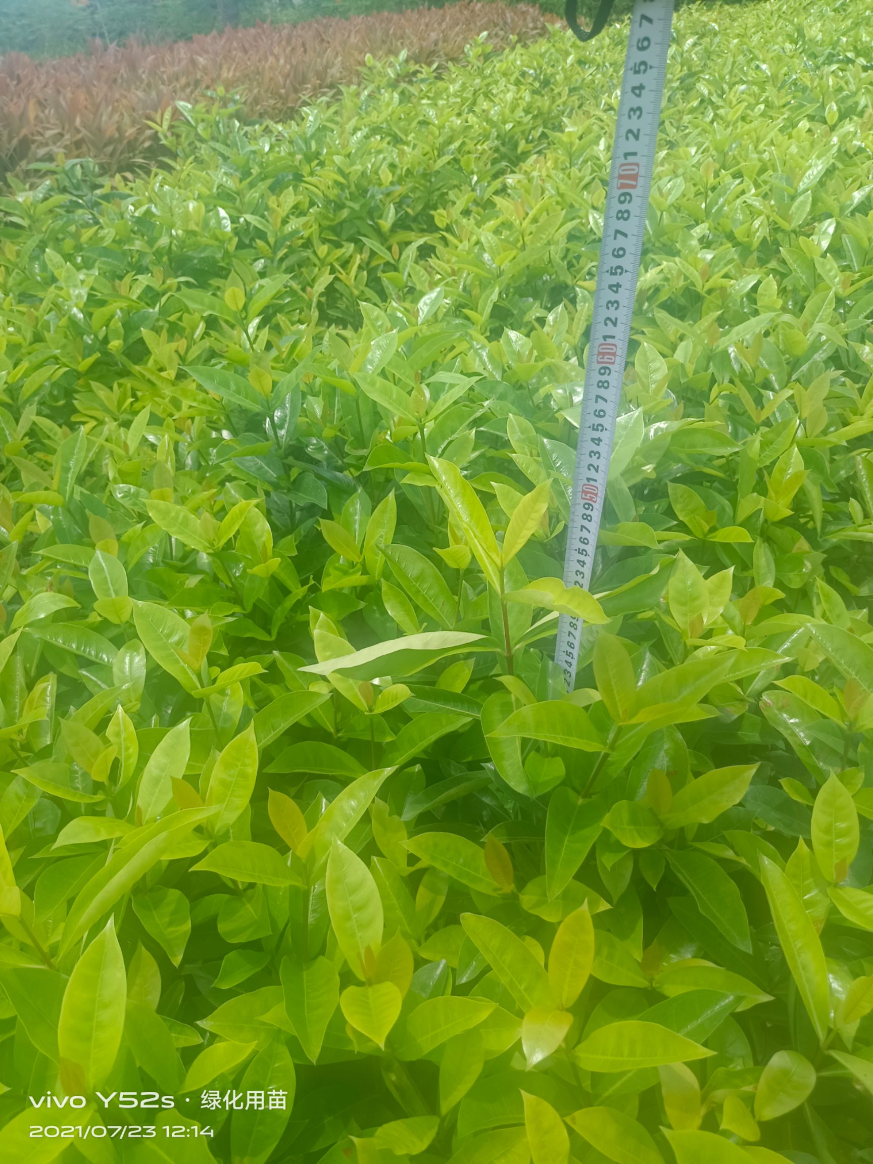  精品大叶龙船花，高度30到45冠幅20到30