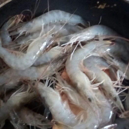 青岛 中国对虾