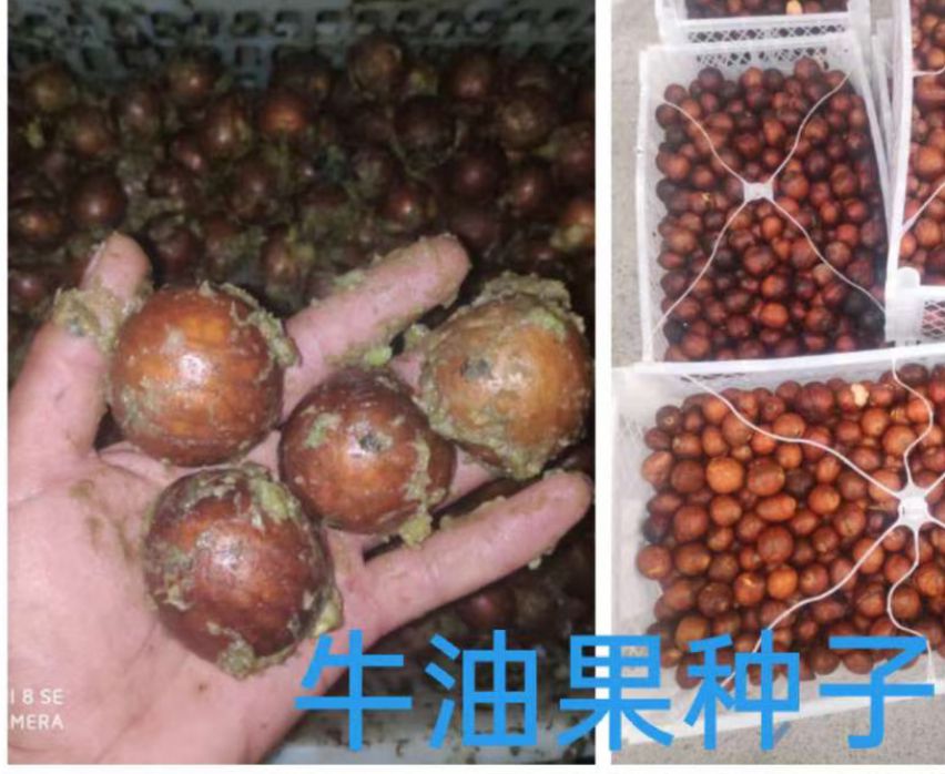 牛油果种子  有现货 新鲜 高发芽率