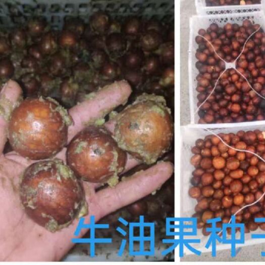 牛油果种子  有现货 新鲜 高发芽率