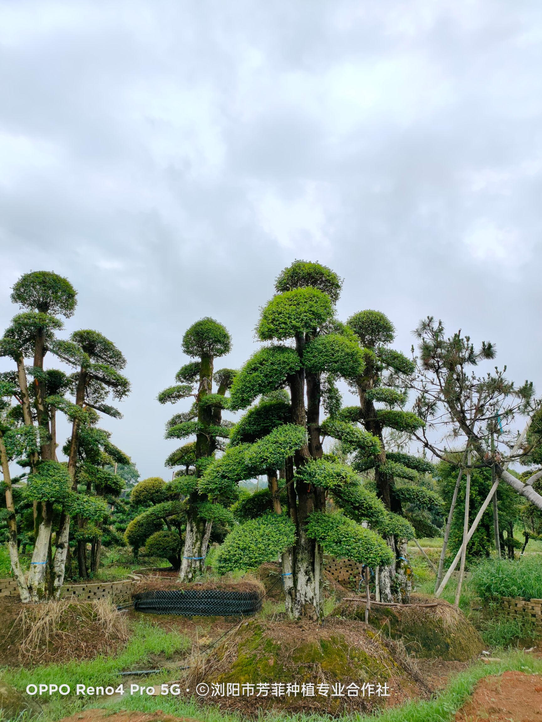造型小叶女贞 小叶女贞30-70公分左右，急需周传，如图片
