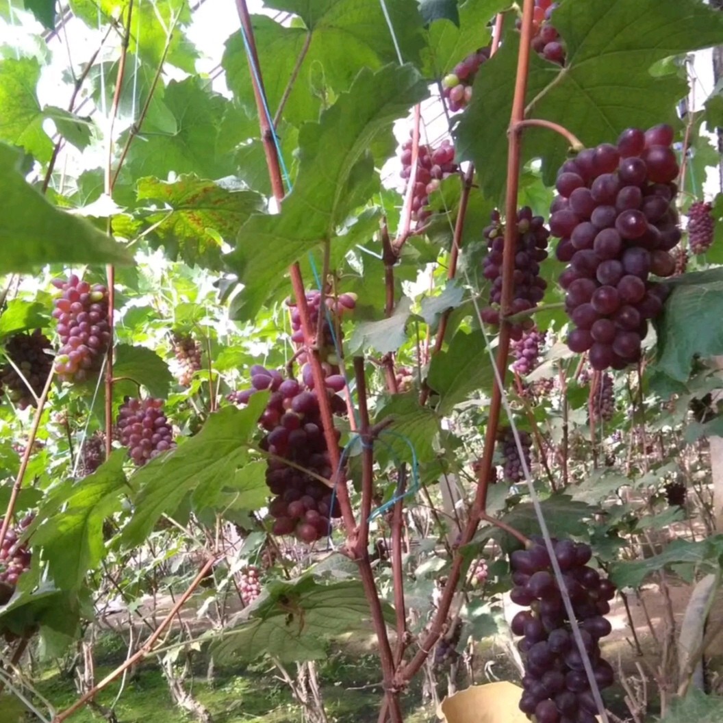 [茉莉香葡萄批发]茉莉香葡萄 托县郝家窑精品葡萄价格15元/斤 - 惠农