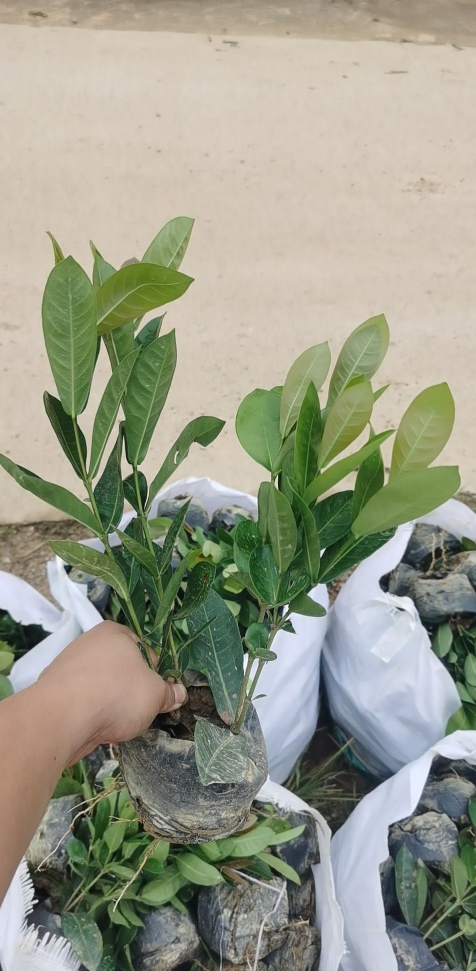 小叶龙船花