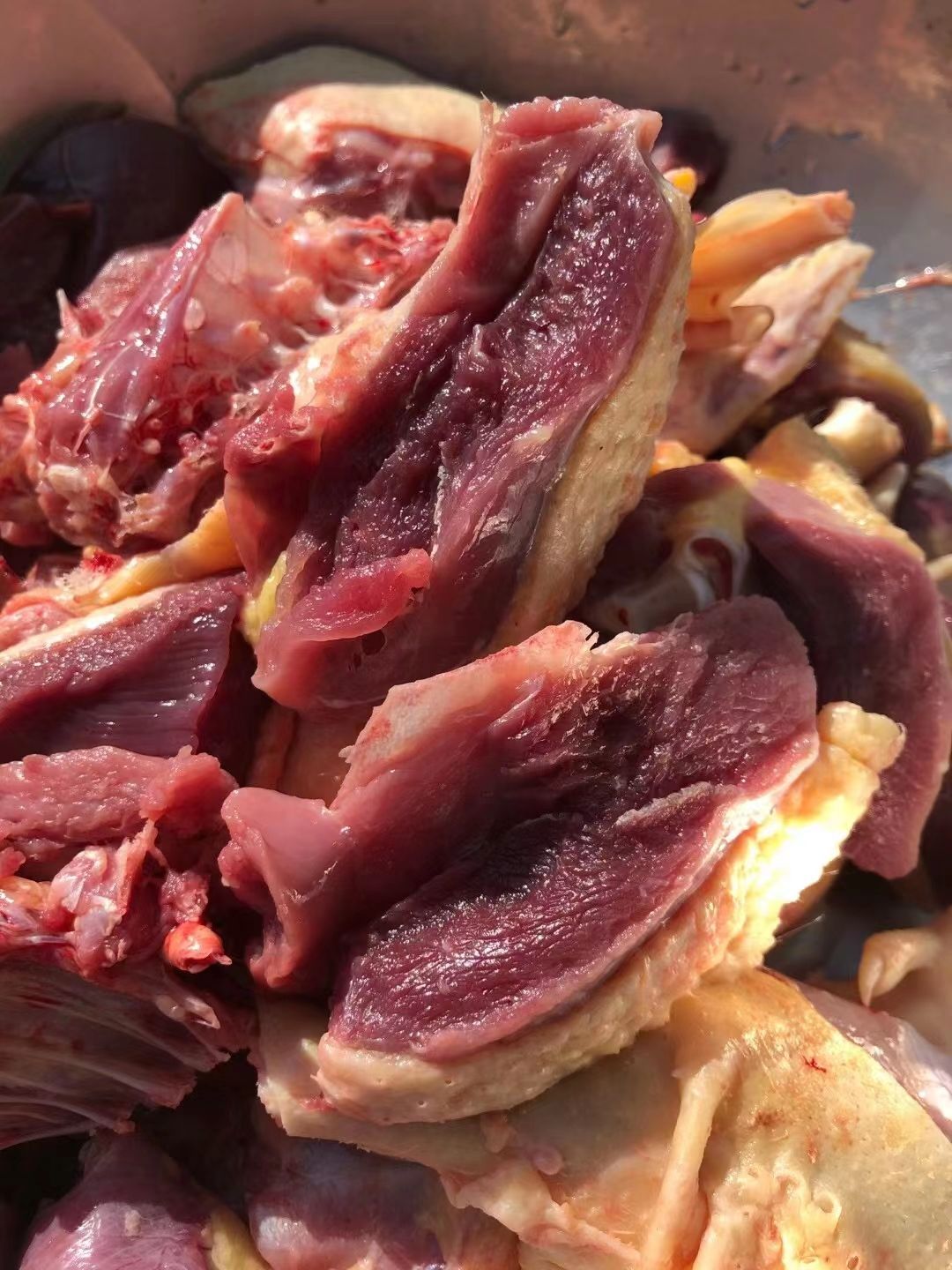 蛋鸡  闽丰葡萄园，园内农家院自家葡萄大棚内的肉鸡，欢迎咨询