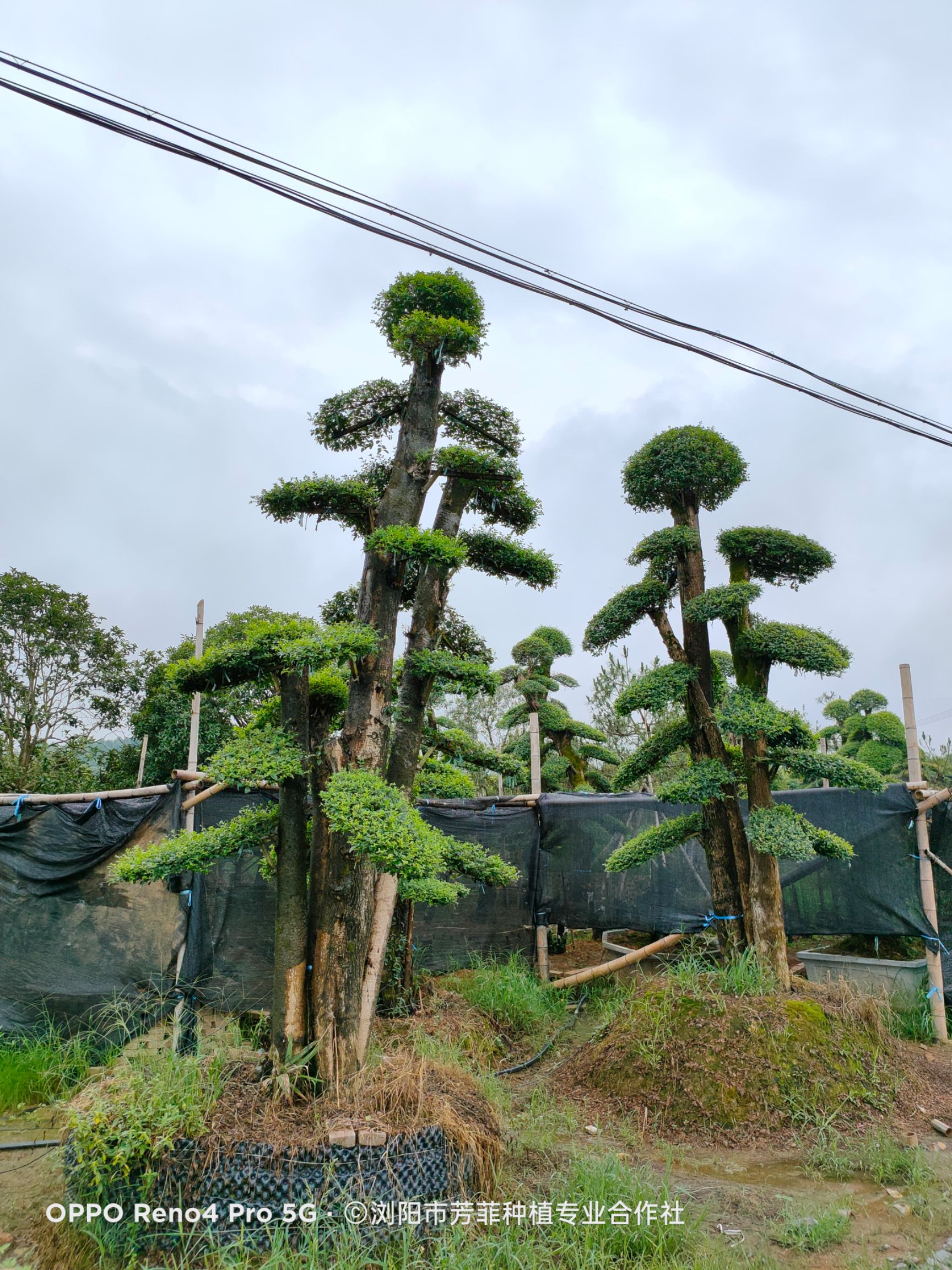 造型小叶女贞 小叶女贞30-70公分左右，急需周传，如图片