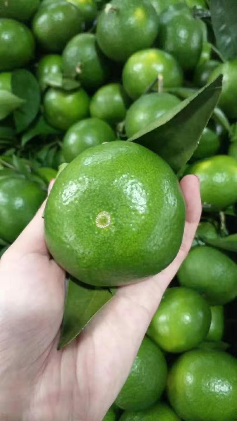 蜜桔  【火爆】特早蜜橘柑橘，产地直销！