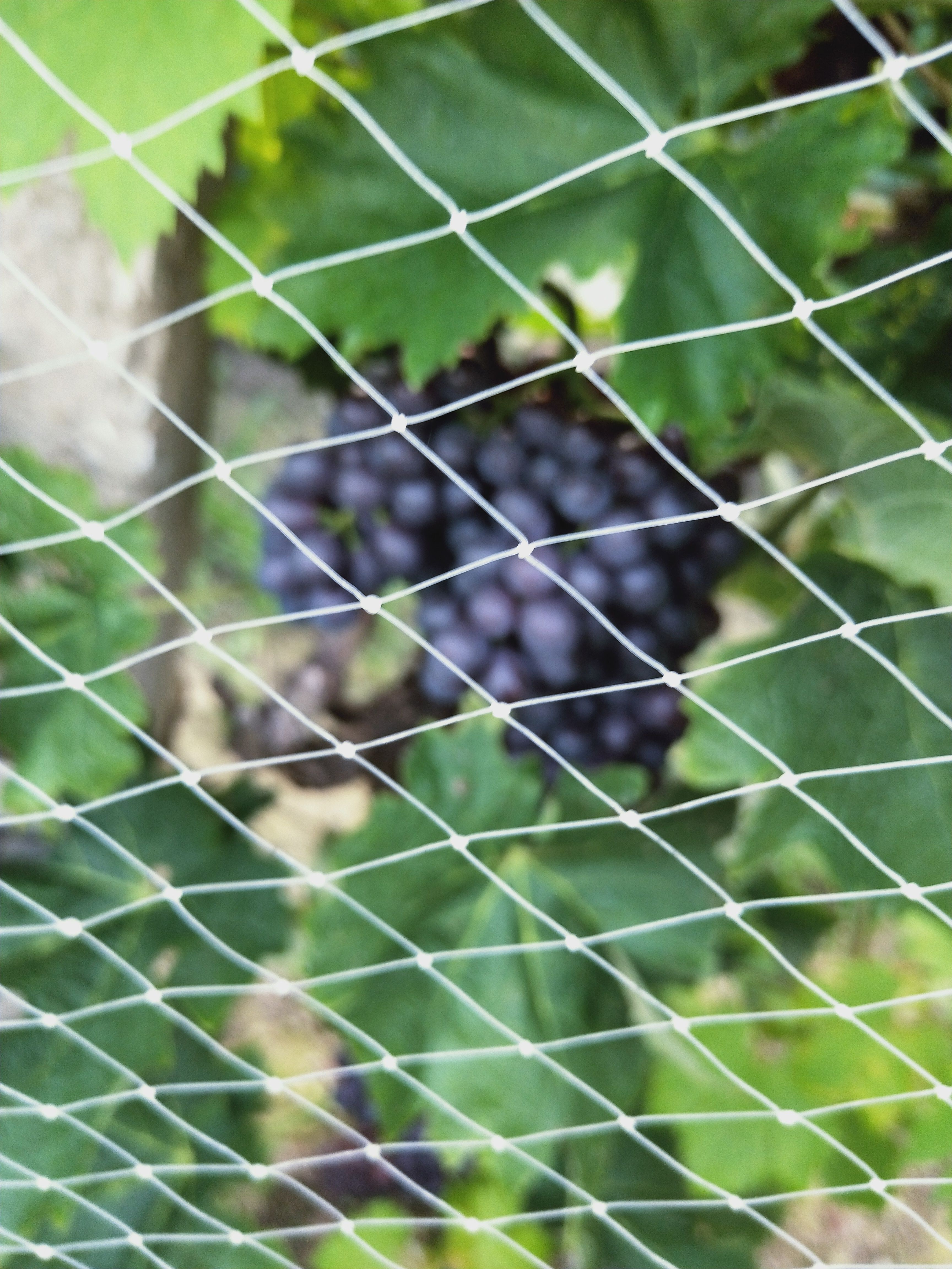 天津茶淀玫瑰香葡萄大量上市，可查荣获很多奖项，可代办