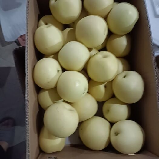 深州市皇冠梨 黄冠梨