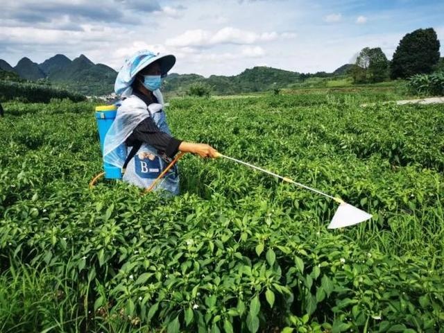 盐城杭椒 江苏省盐城市亭湖区 