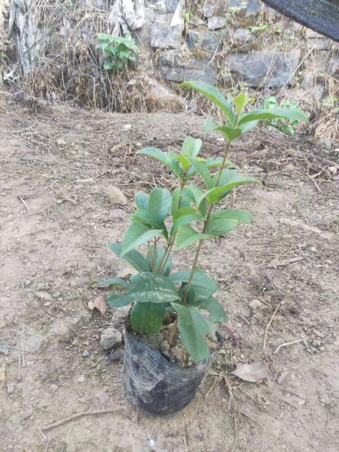 四季桂16号杯苗