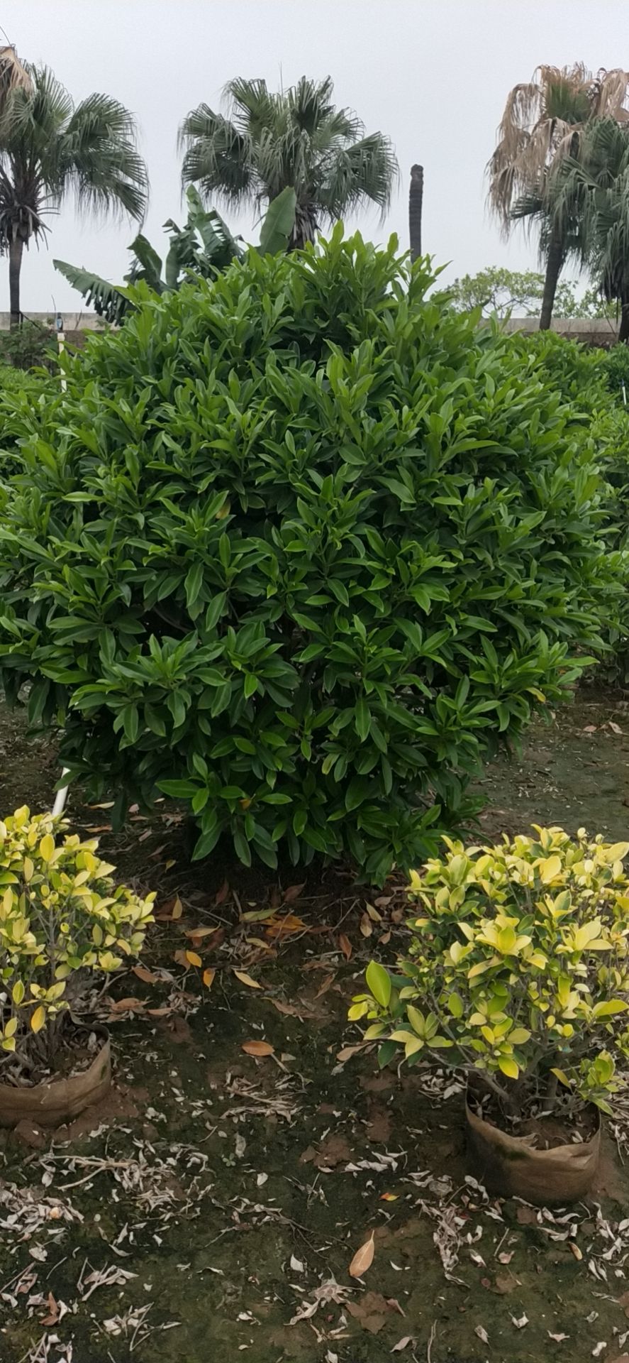  非洲茉莉球形