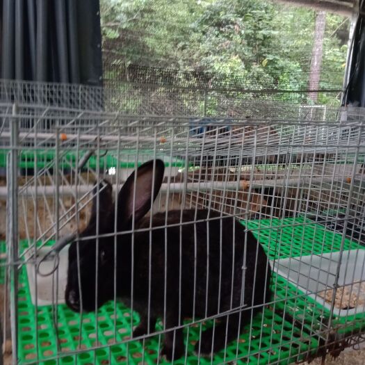 巴中 杂交肉兔活兔