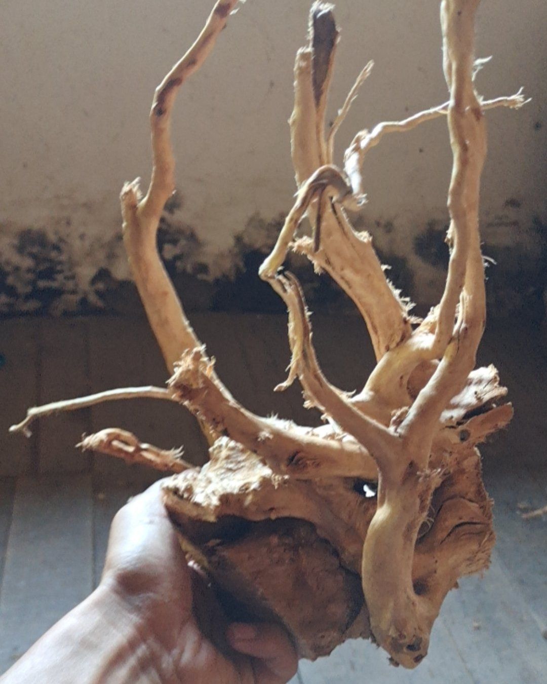 白花杜鹃 鱼缸造景杜鹃根