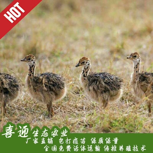 佛山非洲鸵鸟苗！发货承担运输损耗，赠送养殖资料，