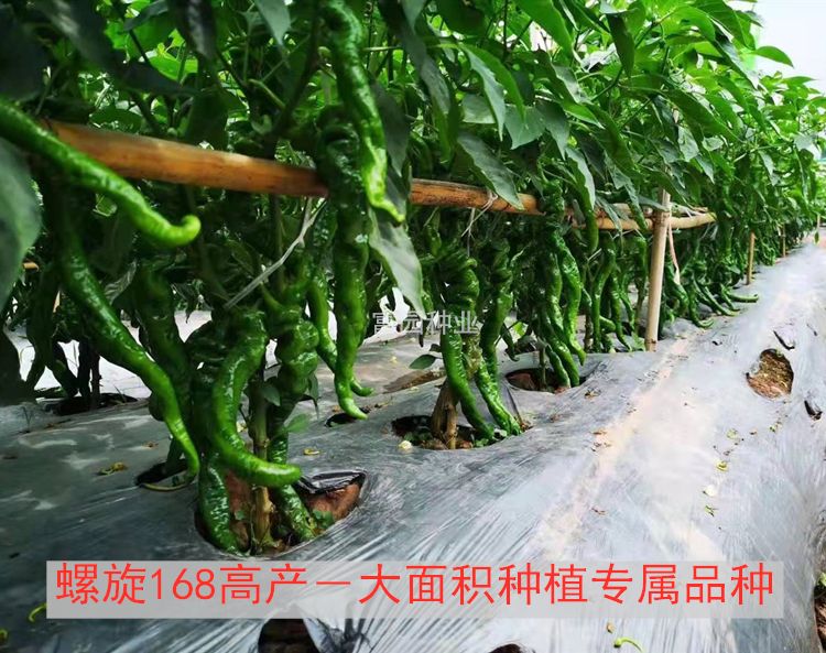螺丝椒种子大型果海椒种子薄皮香辣麻花陇椒种子