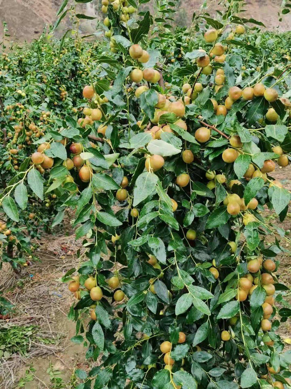 山东早熟脆枣，冬枣，梨枣，金丝枣各种鲜枣，产地直销。