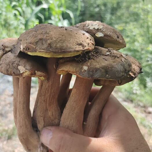 勉县牛肝菌 鲜牛肝菌 