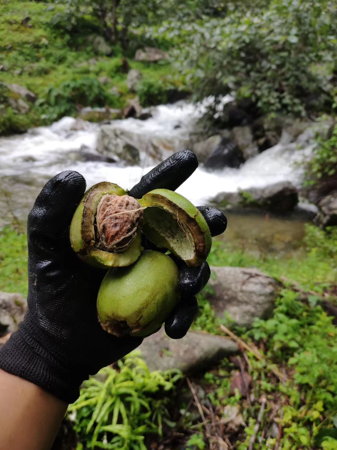  四川凉山州新鲜核桃