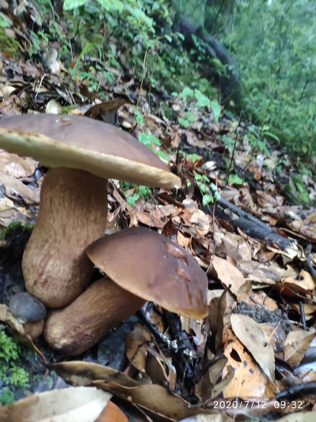 野生香菇  一级牛肝菌   野生菌
