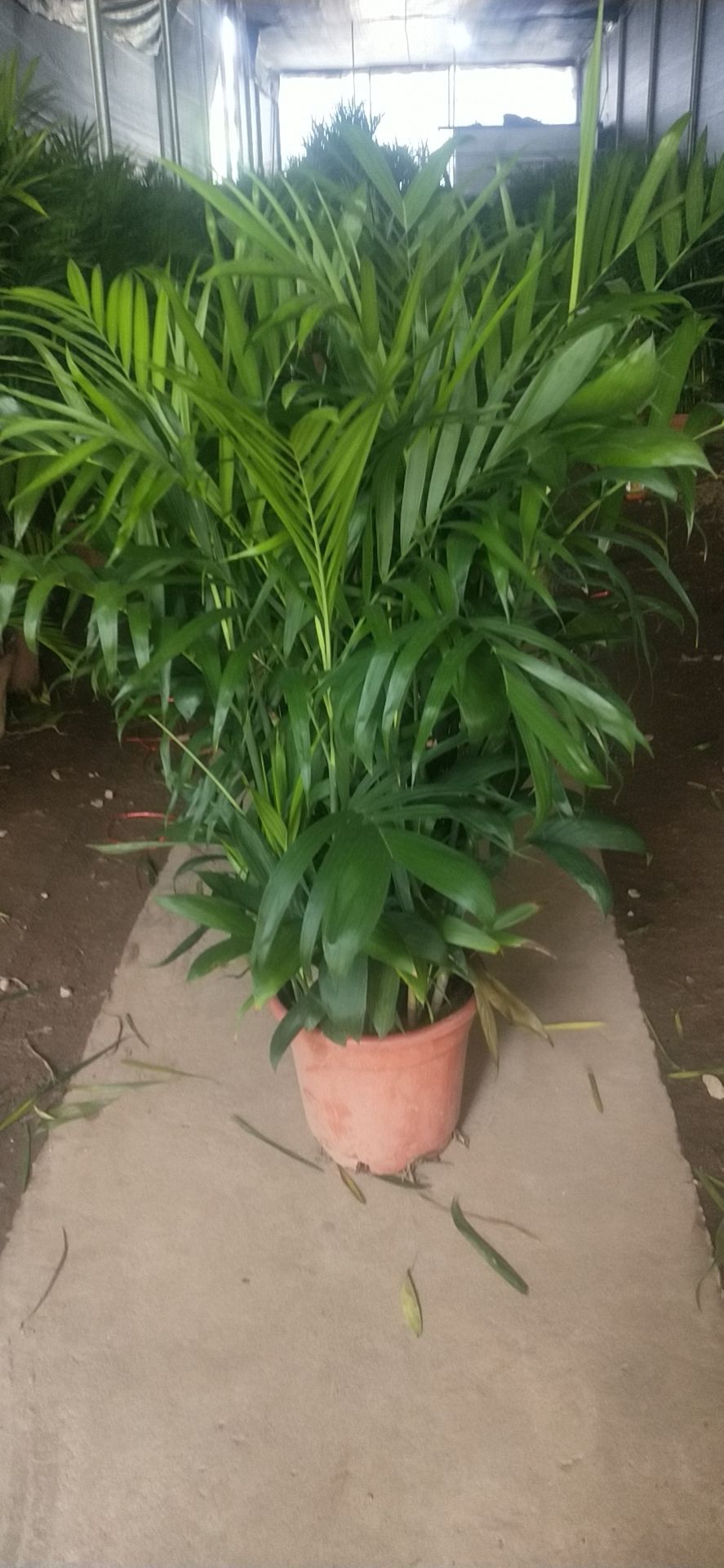 夏威夷椰子盆栽 夏威夷竹