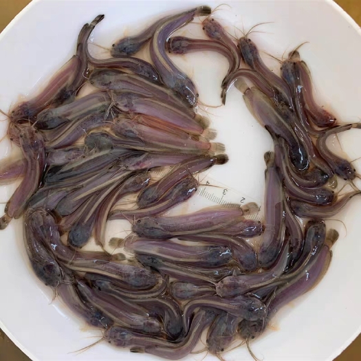 南宁三黄塘虱鱼苗  土塘角