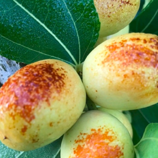  米枣之乡，特点香甜脆，货好，价格便宜，无中间商，自己种植的