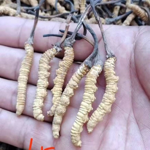 杂多县 玉树精品冬虫夏草
