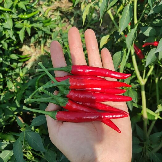 商水县朝天椒 新鲜艳红，品相好有需要的可以联系