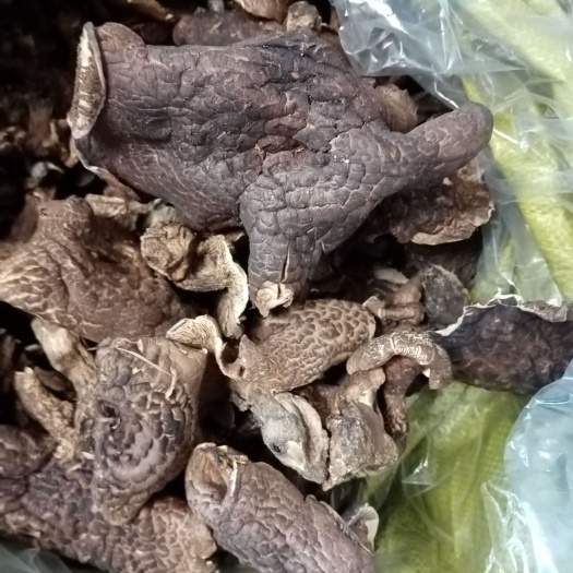 和龍市 虎掌菌  章子菌