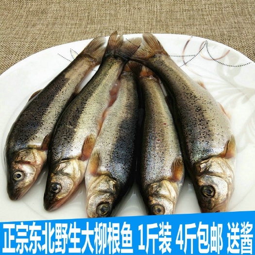 岫岩县柳根鱼