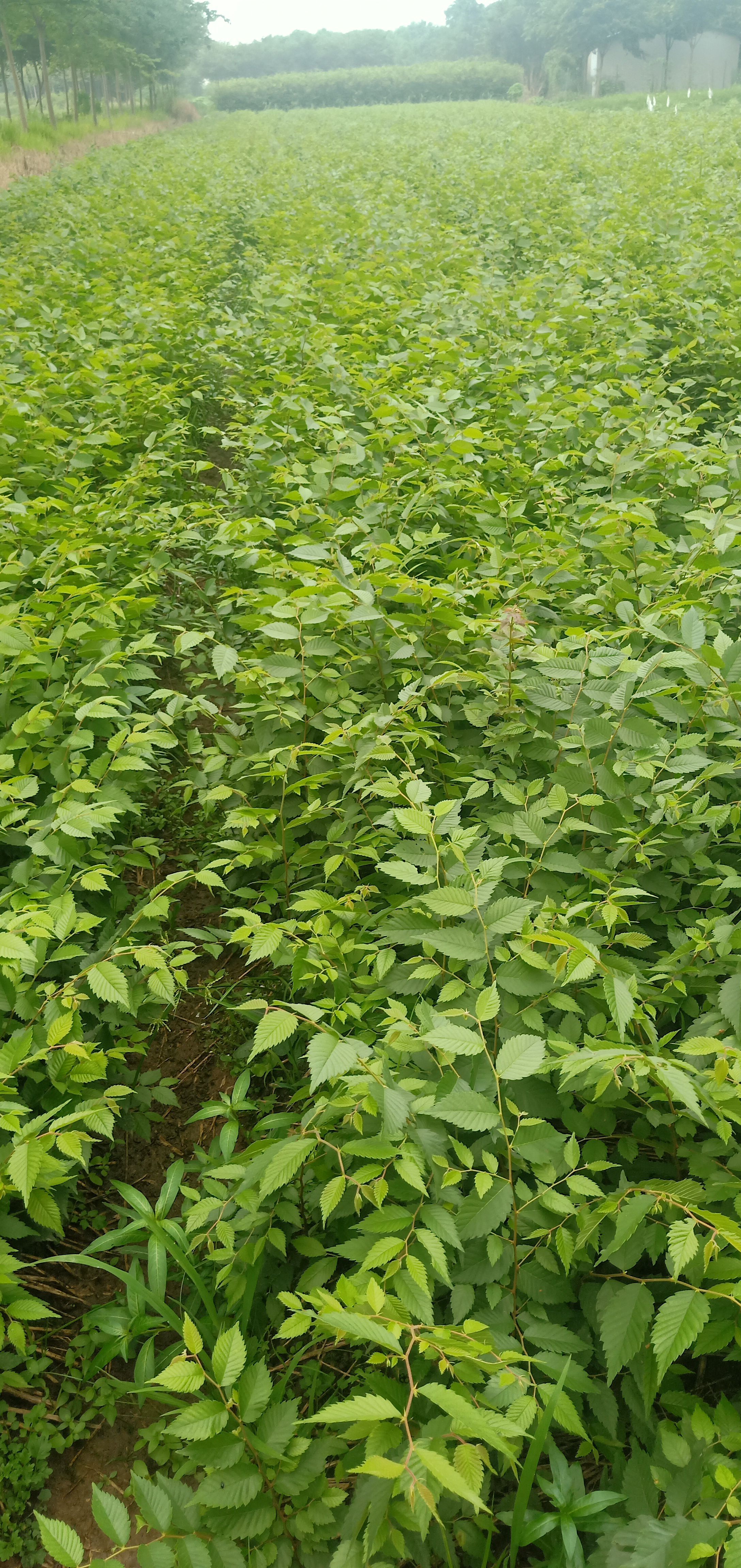 自家苗圃出售当年红榉小苗榉树现挖现上车可以先到田头看苗后定