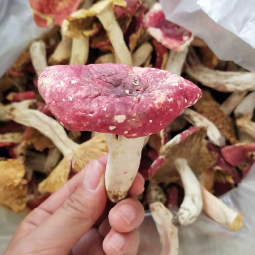 通江县大巴山野生红菇