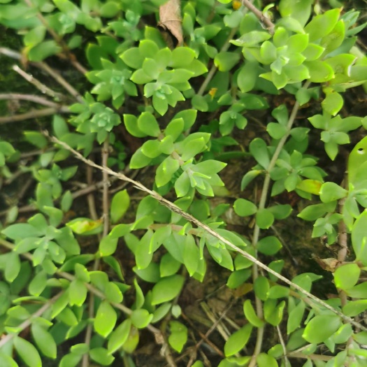平昌县多肉植物 垂帘草，瓜子草，