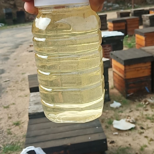 朝阳 荆条蜂蜜