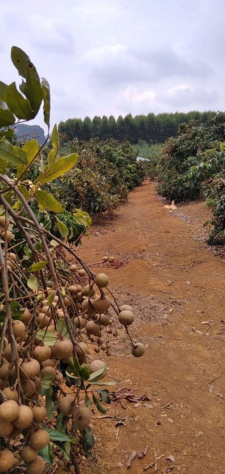 龙眼 广西壮族自治区崇左市扶绥县 