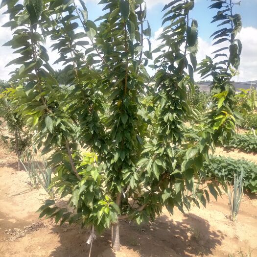 海阳市美早苗 品种美早。拉宾斯。水晶。俄罗斯八号等